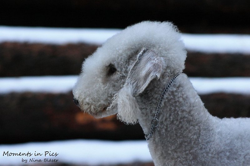 Airis Blue Volshebny Svet 2009-12-26 (4).JPG